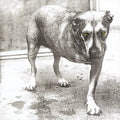 ALICE IN CHAINS - ALICE IN CHAINS (30TH ANNIVERSARY REISSUE) [COLOR VINYL] [2LP]