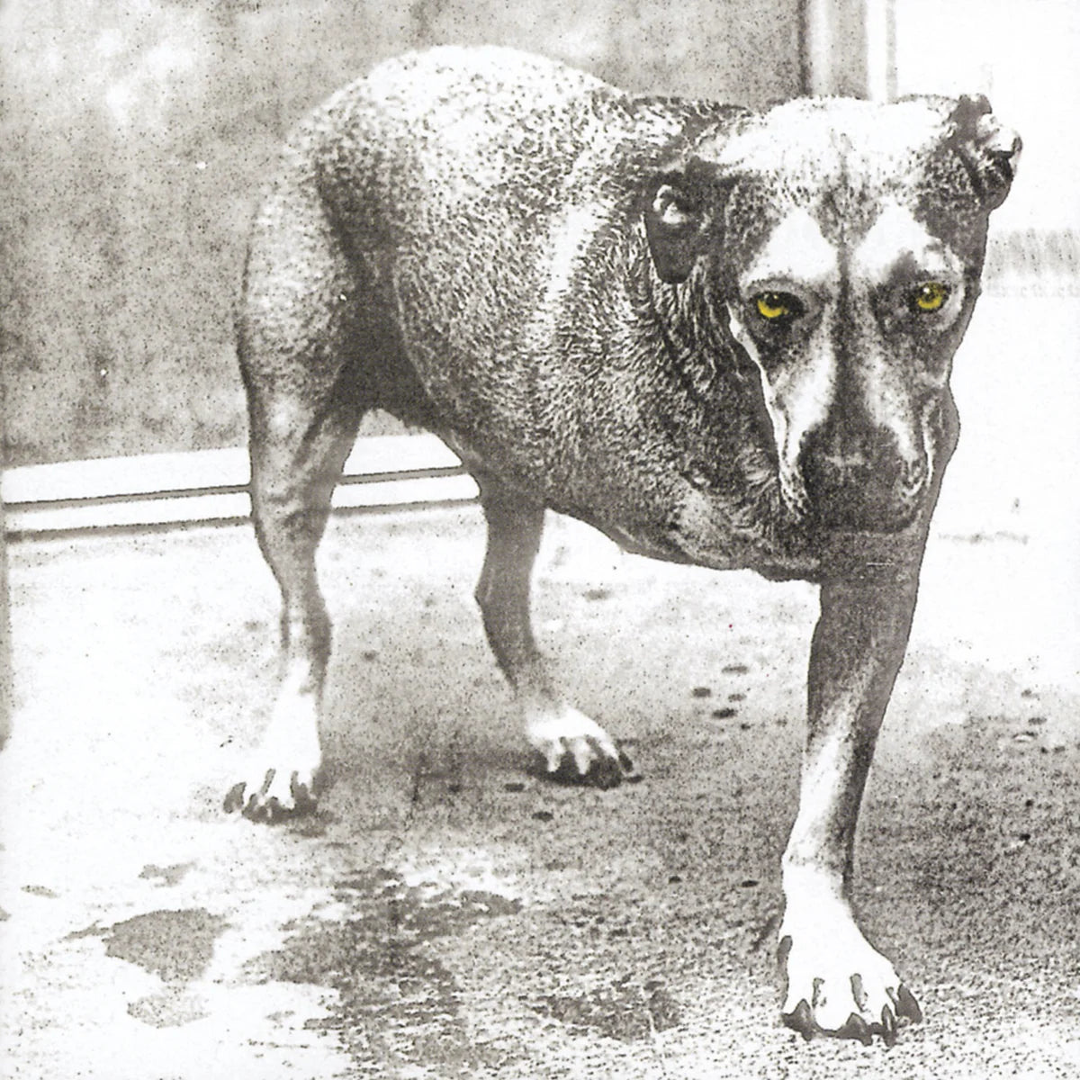 ALICE IN CHAINS - ALICE IN CHAINS (30TH ANNIVERSARY REISSUE) [COLOR VINYL] [2LP]
